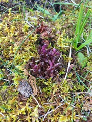 Mannagettaea hummelii