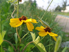 Oecanthus euryelytra