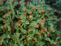 Cladonia murrayi