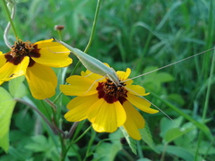 Oecanthus euryelytra