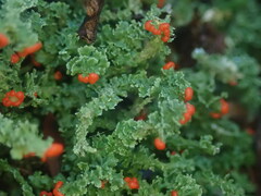 Cladonia murrayi