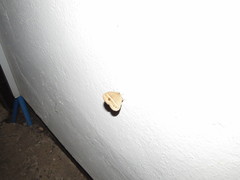 Brakefieldia perspicua perspicua