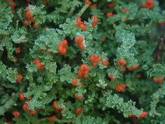 Cladonia murrayi