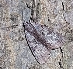 Catocala andromedae