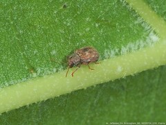 Demotina modesta