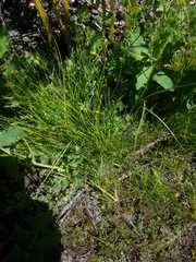 Eleocharis ovata