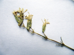 Silene foliosa
