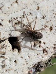 Tegenaria domestica