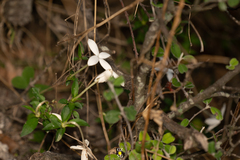 Bouvardia longiflora