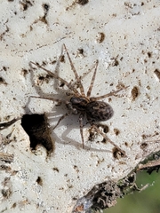 Tegenaria domestica