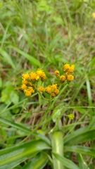Alloispermum scabrum