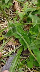 Alloispermum scabrum