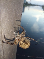 Larinioides ixobolus