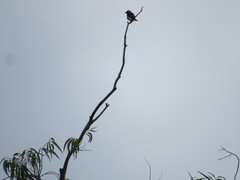 Stactolaema leucotis