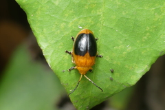 Oides palleata