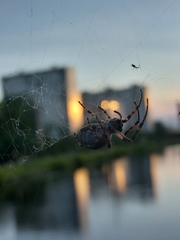 Larinioides ixobolus