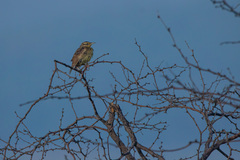 Sturnella magna auropectoralis