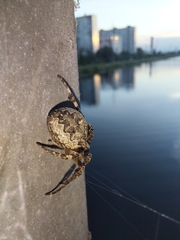 Larinioides ixobolus