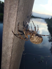 Larinioides ixobolus