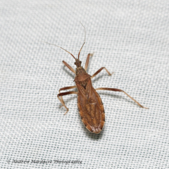 Lisarda rhypara