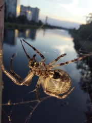 Larinioides ixobolus