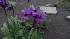 Primula deorum