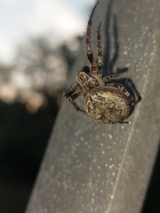 Larinioides ixobolus