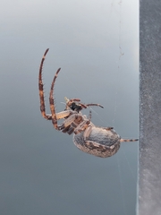 Larinioides ixobolus