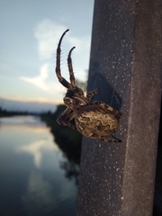 Larinioides ixobolus