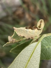 Ianassa coloradensis