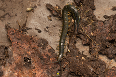 Scolopendra viridis