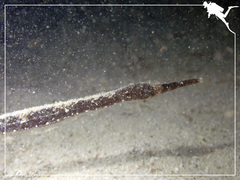 Long-Head Pipefish photo 5