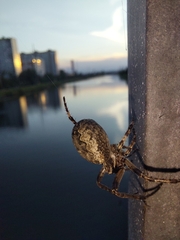 Larinioides ixobolus