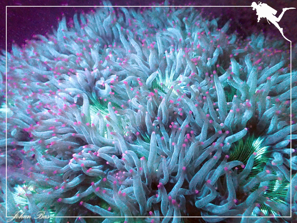 Photo of Elegance coral (Catalaphyllia jardinei)