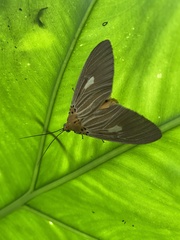 Asota plaginota