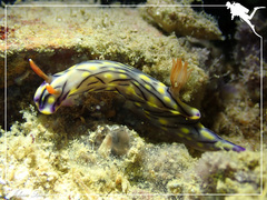 Hypselodoris zephyra