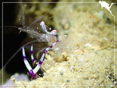 Ancylomenes speciosus