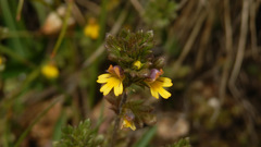 Euphrasia minima