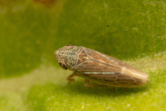 Amphigonalia