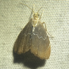 Glaphyria peremptalis