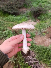 Volvopluteus gloiocephalus