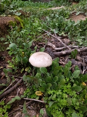 Volvopluteus gloiocephalus