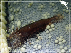 Zenopontonia noverca