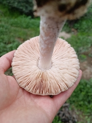 Volvopluteus gloiocephalus