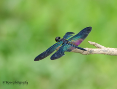 Rhyothemis plutonia