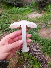 Volvopluteus gloiocephalus