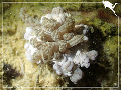 Phyllodesmium lizardense