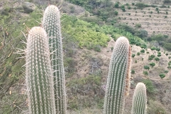 Espostoa mirabilis