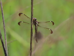 Libellula cyanea