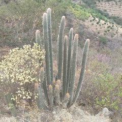 Espostoa mirabilis